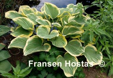 Hosta Clifford's Forest Fire