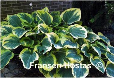 Hosta Clifford's Forest Fire