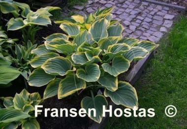 Hosta Clifford's Forest Fire