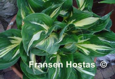 Hosta Clifford's Stingray