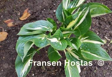 Hosta Clifford's Stingray