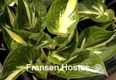 Hosta Clifford's Stingray