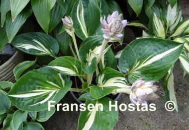 Hosta Clifford's Stingray