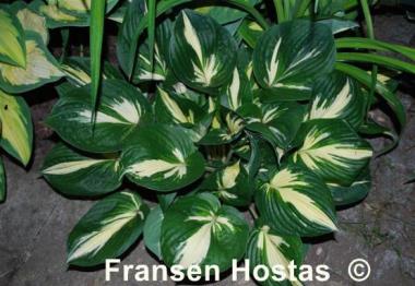 Hosta Clifford's Stingray
