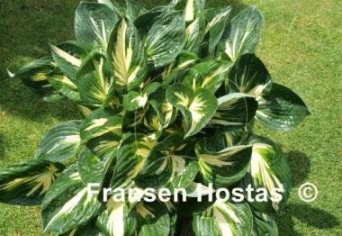 Hosta Clifford's Stingray