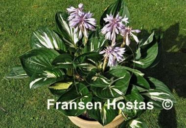 Hosta Clifford's Stingray