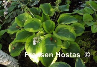 Hosta Climax