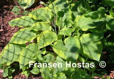 Hosta Climax