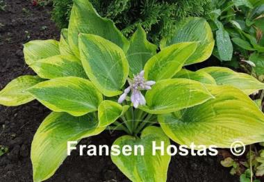 Hosta Climax