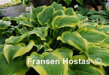 Hosta Climax