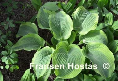 Hosta Climax