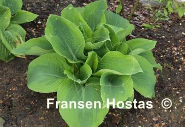 Hosta Climax
