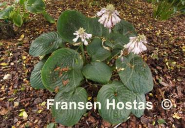 Hosta Cloudburst