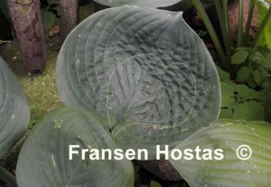 Hosta Cloudburst
