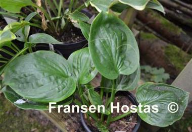 Hosta Cloudburst