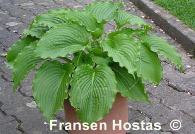 Hosta Clovelly