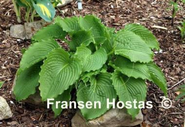 Hosta Clovelly