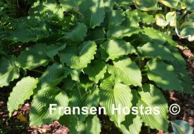 Hosta Clovelly