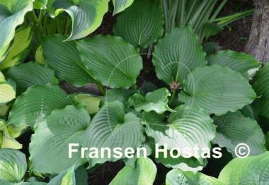 Hosta Clovelly