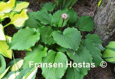 Hosta Clovelly