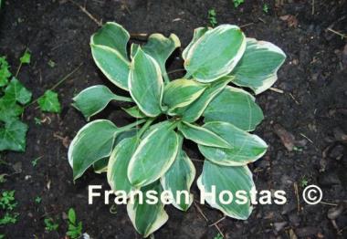 Hosta Clown's Collar