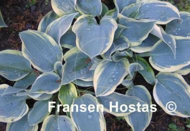 Hosta Clown's Collar