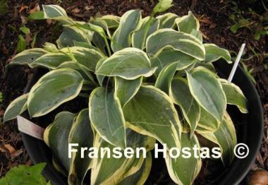 Hosta Clown's Collar