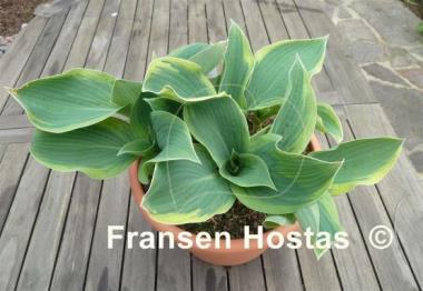 Hosta Clown's Collar