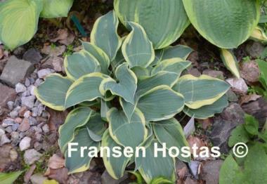 Hosta Clown's Collar