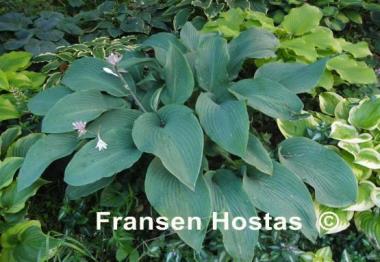Hosta Coal Miner