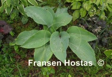 Hosta Coal Miner