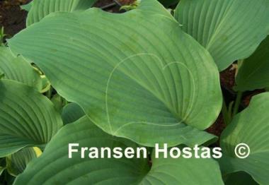 Hosta Coal Miner