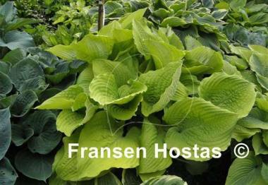 Hosta Coast to Coast