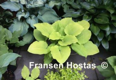 Hosta Coast to Coast
