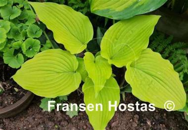 Hosta Coast to Coast