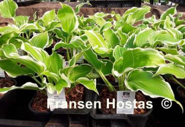 Hosta Coastal Treasure