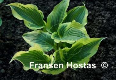 Hosta Coastal Treasure