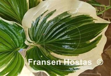Hosta Coastal Treasure