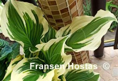 Hosta Coastal Treasure