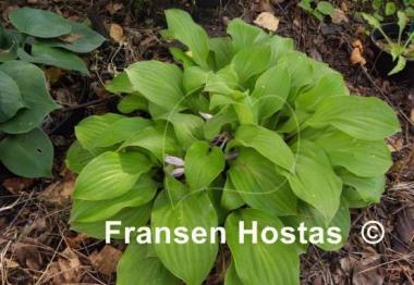 Hosta Coconut Custard