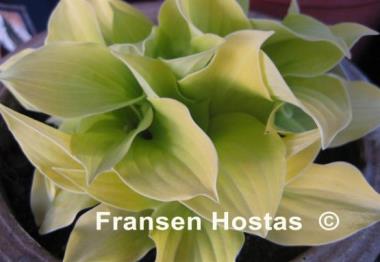 Hosta Coconut Custard