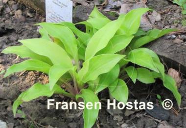 Hosta Coconut Custard