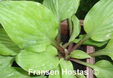 Hosta Coconut Custard