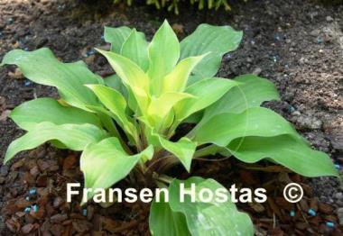 Hosta Coconut Custard