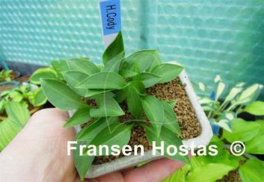Hosta Cody