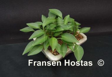 Hosta Cody