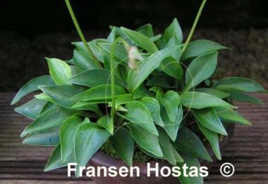 Hosta Cody