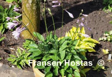 Hosta Cody