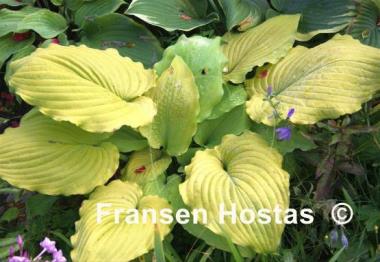 Hosta Cold Heart