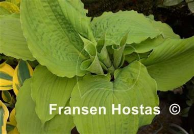 Hosta Cold Heart